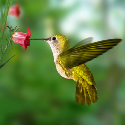 Contemplate Bird and Flower