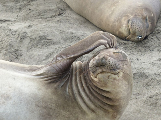 elephant-seal-collect moments